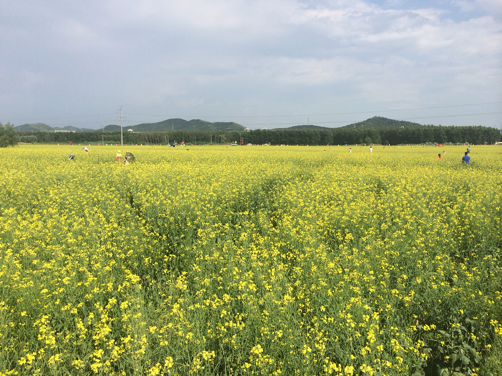 彩云之南_丽江旅游攻略_自助游攻略_去哪儿攻