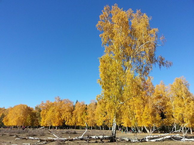 七0后吃货新疆九天自助包车之旅_阿勒泰旅游攻略