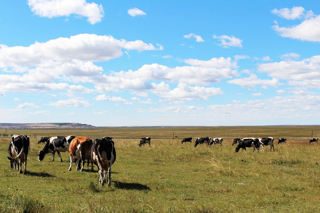 多情草原恋_呼伦贝尔旅游攻略