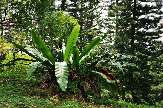 南有乔木,不可思休。_新加坡旅游攻略