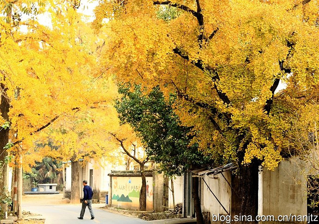 长兴十里银杏送晚秋_湖州旅游攻略_自助游攻