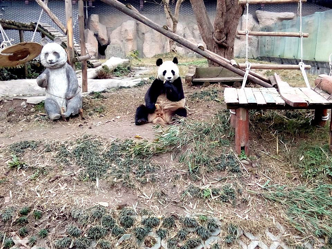 2015年1月成都峨眉山重庆6日游_乐山旅游攻略