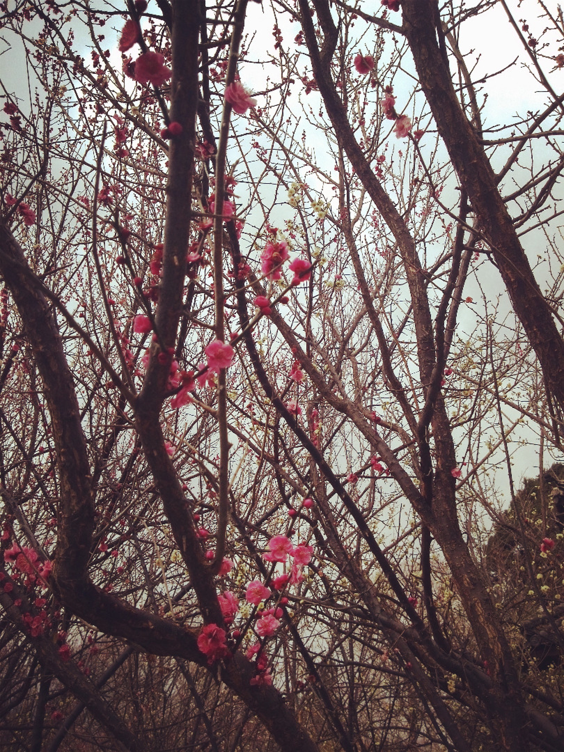 云南古镇漫游记_大理旅游攻略_自助游攻略_去