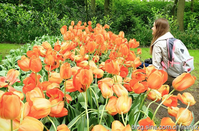 郁金香、风车王国--荷兰_阿姆斯特丹旅游攻略