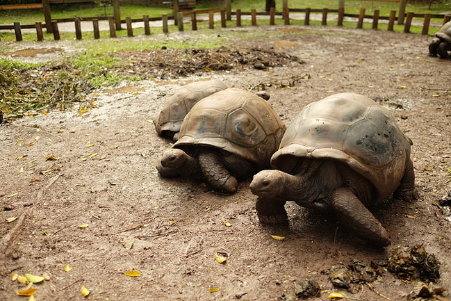 毛里求斯St.Regis 天堂之旅_毛里求斯旅游攻略