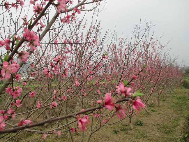 坐上高铁去恭城_桂林旅游攻略