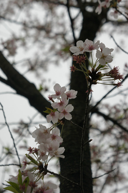 樱花国吃货召集令#春暖花开,樱之武汉