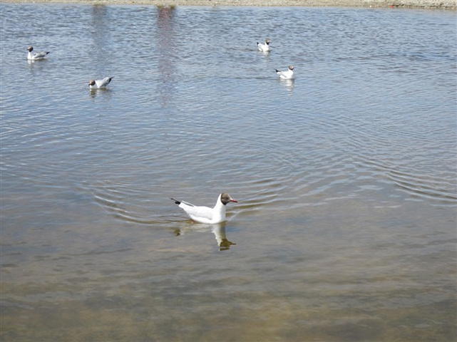 2015纳木错湖是西藏的三大神湖之一也是藏传