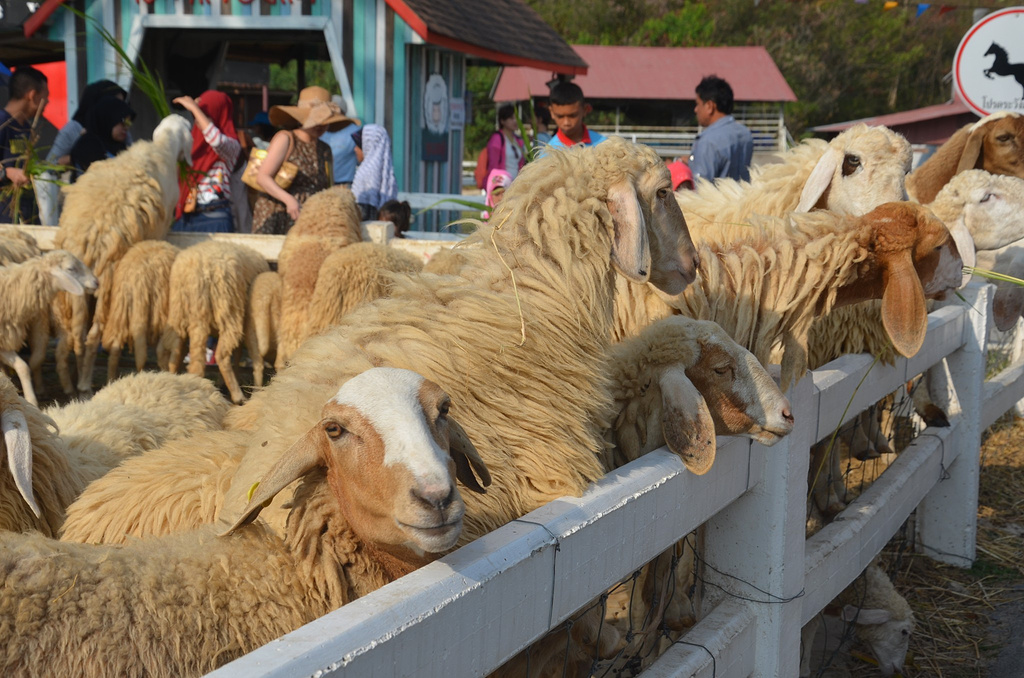 2015小瑞士绵羊牧场_旅游攻略_门票_地址_游