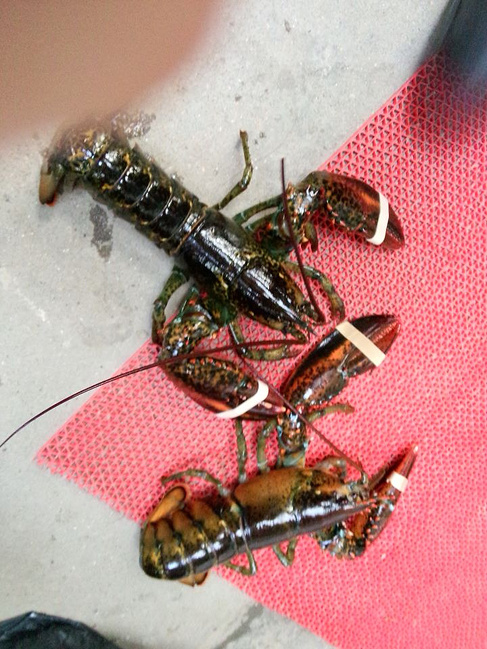 日照攻略-赶海,坐渔船,住渔家,吃海鲜_日照旅游