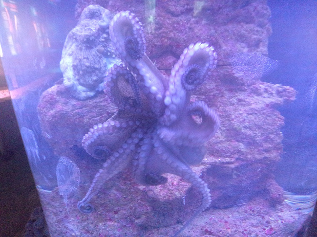 去墨西哥感受玛雅文明_坎昆旅游攻略