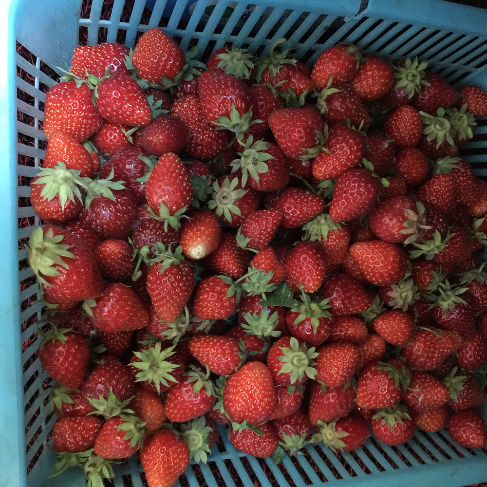 农场摘草莓、森林公园烧烤记_贵阳旅游攻略_