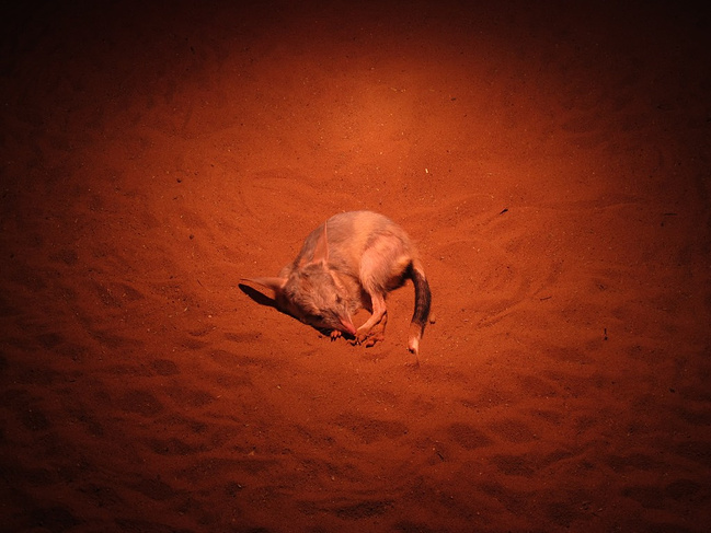 初春踏青游--澳洲七日自由行_阿德莱德旅游攻