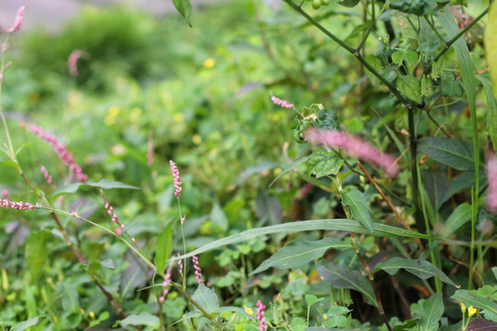 2015岳麓山_旅游攻略_门票_地址_游记点评,长