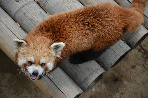 2015大连森林动物园_旅游攻略_门票_地址_游