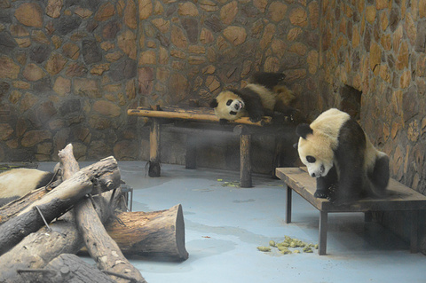 2015大熊猫繁育研究基地_旅游攻略_门票_地址