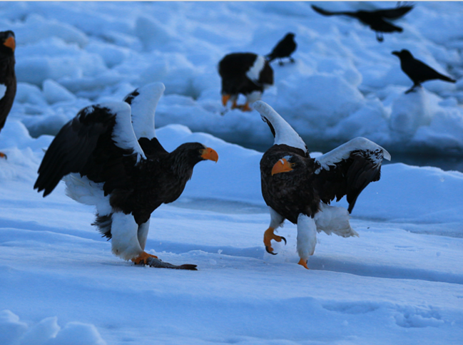 日本南来北往之旅--富士山北海道_东京旅游攻