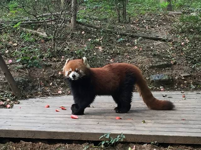 九寨沟两日游+成都四日游详细攻略