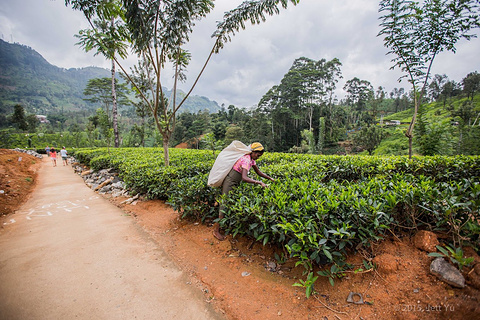2015Mackwood茶厂_旅游攻略_门票_地址_游