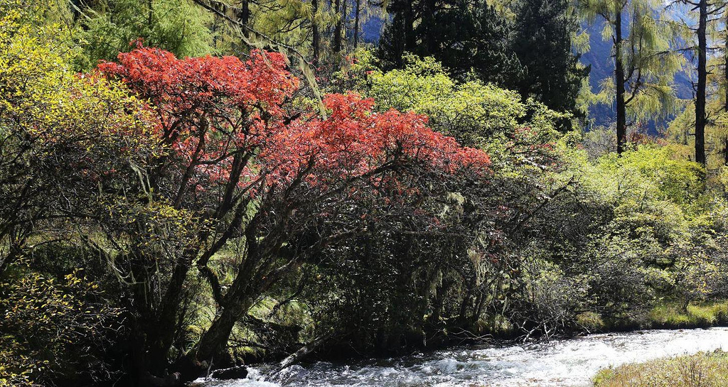 2016毕棚沟_旅游攻略_门票_地址_游记点评,阿