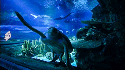 壁纸 海底 海底世界 海洋馆 水族馆 400_224 gif 动态图 动图