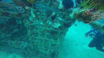 2016-2017双旦跨年宿平台诗巴丹潜水马达京度假