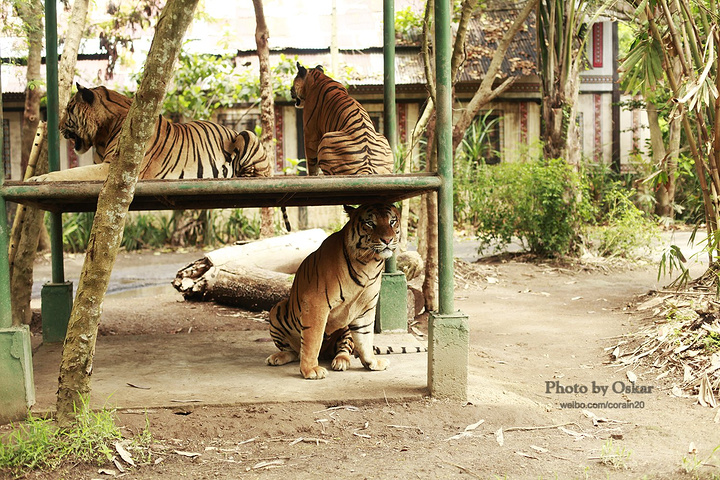 动物亲密接触的体验来说,带入感都非常强_巴厘野生动物园