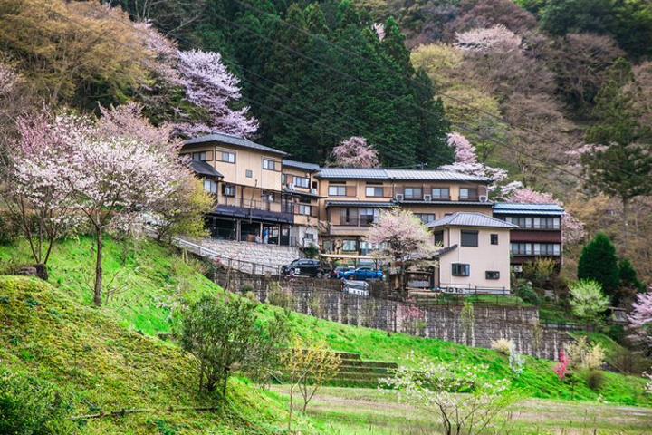 萌萌哒的小鹿是我的心头好,吉野山万株樱花盛放的美景也让我期待.