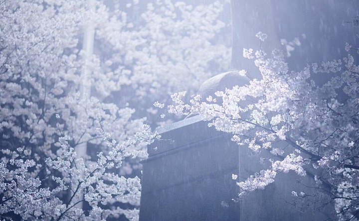 真的下雪了,让我们去武大赏着樱花看着飘雪,这小日子贼舒坦~你没有看