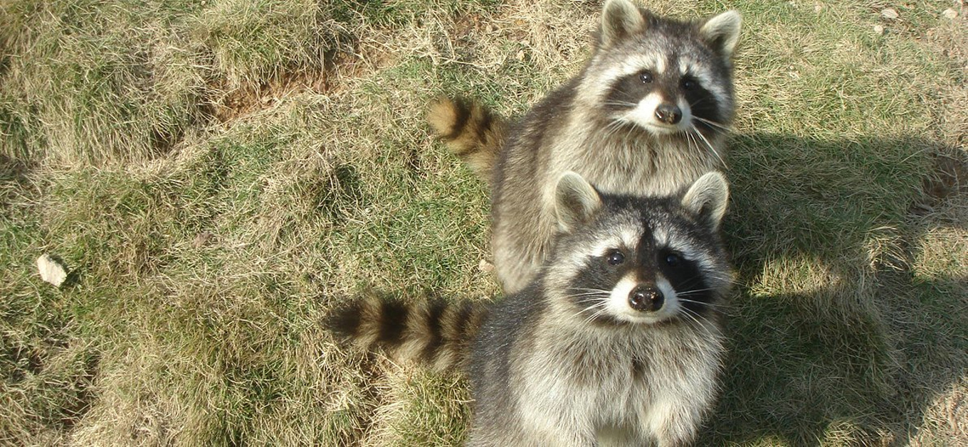 成都动物园图片