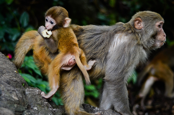 黔灵山公园图片