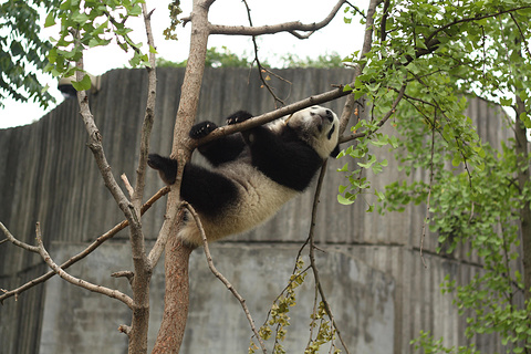 2014大熊猫繁育研究基地_旅游攻略_门票_地址