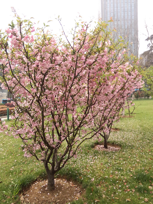 扬州、南京3日游_扬州旅游攻略