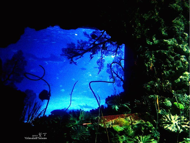 2015是亚洲最大的海洋生物博物馆~~里面._国