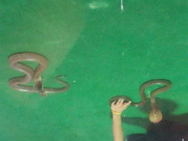 人在囧途--泰国泰可爱之旅_曼谷旅游攻略