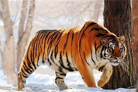 2015东北虎园_旅游攻略_门票_地址_游记点评