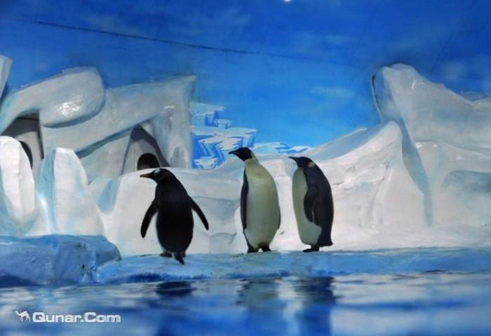 2014三亚南极企鹅冰上乐园_旅游攻略_门票_地址_游记点评,三亚旅游景点推荐 - 去哪儿攻略社区