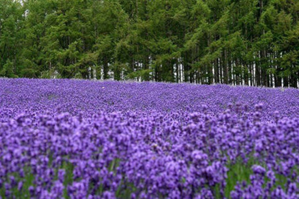 2014梦幻百花洲_旅游攻略_门票_地址_游记点