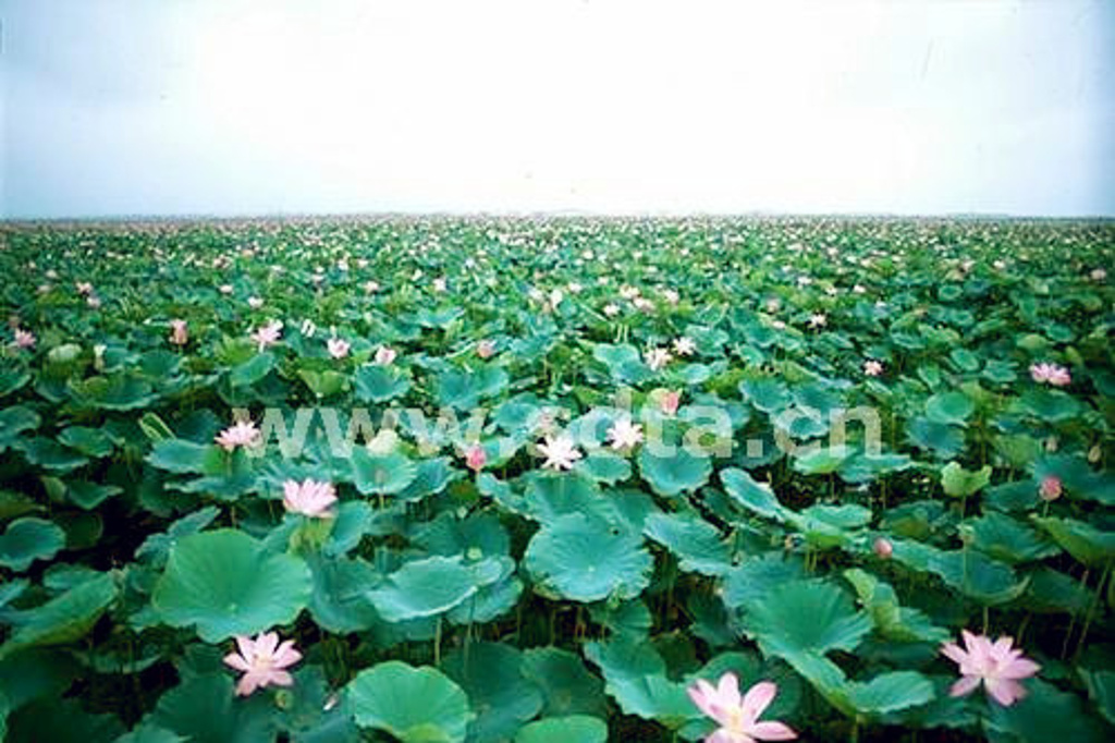 微子林10元,张良墓20元,铁道游击队纪念园30元;以上三景点通票为50元。文化园门票50元。 A线红色经典游: (游湖线路+游岛线路)150元/人 微湖码头(出发)-游艇- 生态湿地-游艇- 微山湖荷园游艇-微山岛码头-电瓶车-微子文化苑-电瓶车-铁道游击队纪念园-电瓶车-微子林-电瓶车-微山湖文化园-电瓶车-微山岛码头-轮渡-微湖码头(返回) 注:A线通票含游艇费用和电瓶车费用以及湖内与岛内景点费用。 优惠政策: 1、1.