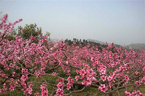 2015龙泉花果山_旅游攻略_门票_地址_游记点