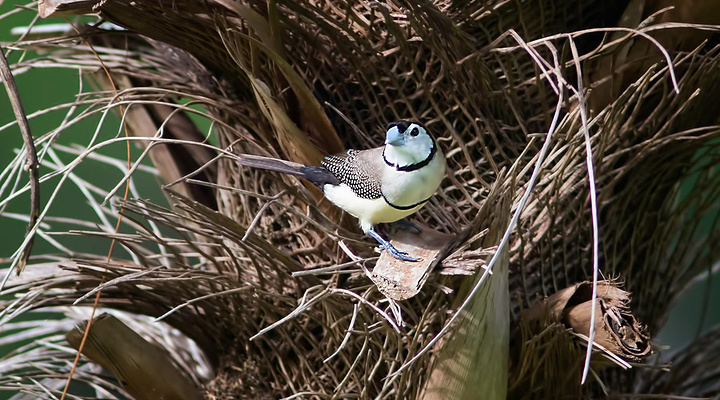 2014达尔文旅游攻略,达尔文自助游_周边游攻