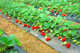 山阳田园奶油草莓基地