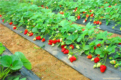 山阳田园奶油草莓基地的图片