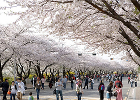 汝矣岛樱花大道