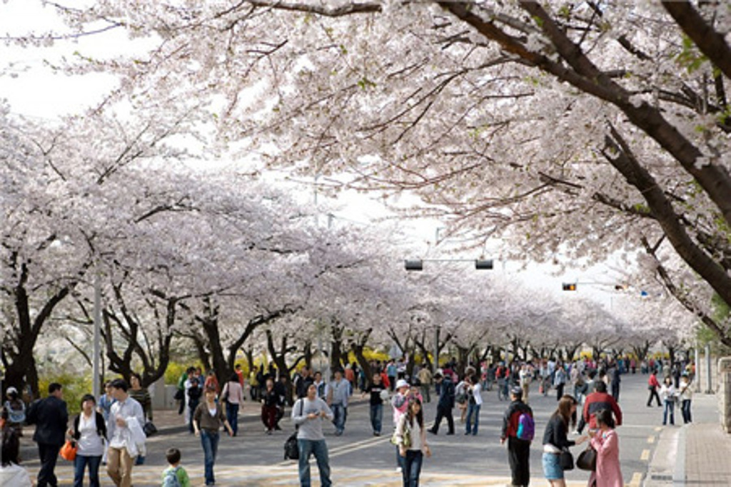 汝矣岛樱花大道