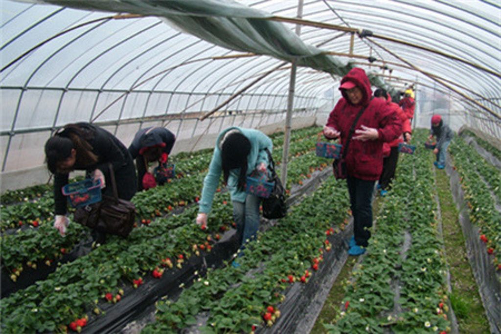 2015红石崖草莓基地采摘_旅游攻略_门票_地址