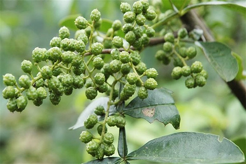 2015去峨眉山旅游买什么好,峨眉山购物商圈,峨