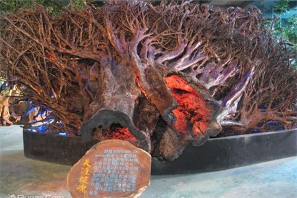 2015兴隆南国热带雨林游览区_旅游攻略_门票