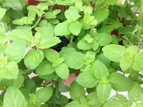 2015安妮公主意大利风味冰淇淋_旅游攻略_门