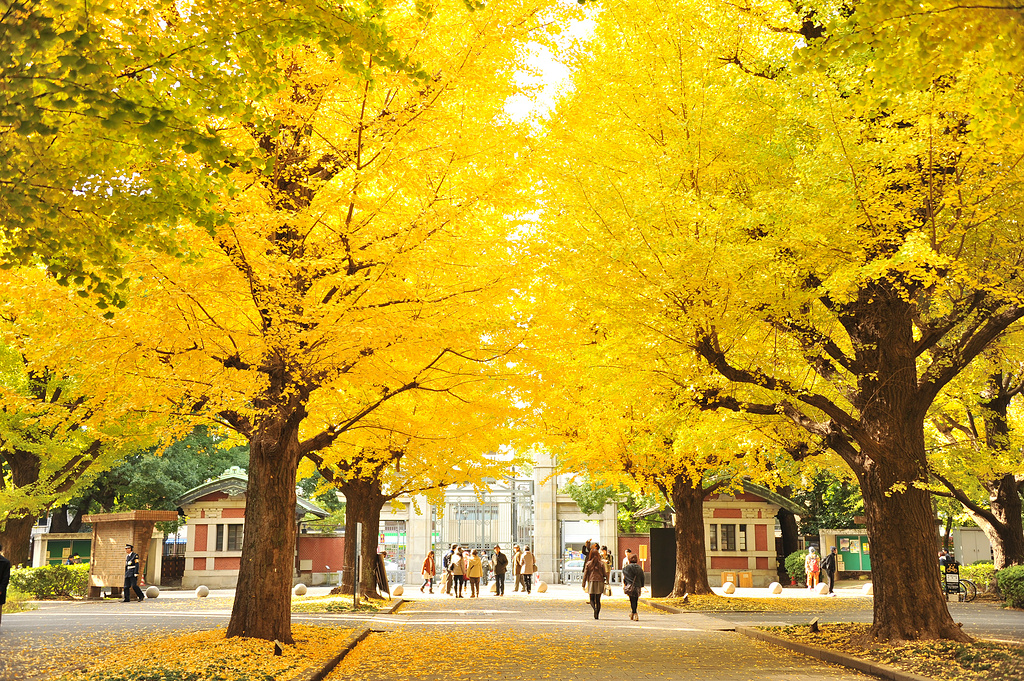 东京大学